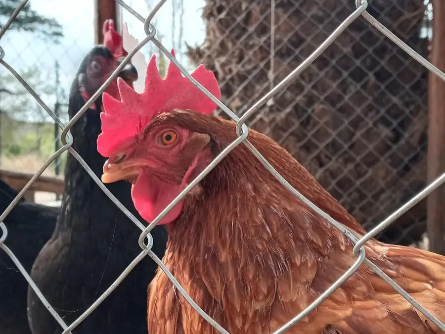 Gallinas del Hostal Las Golondrinas
