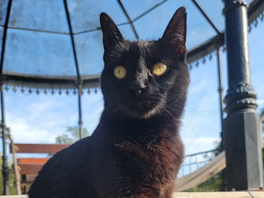 Isis, gata del Hostal Las Golondrinas