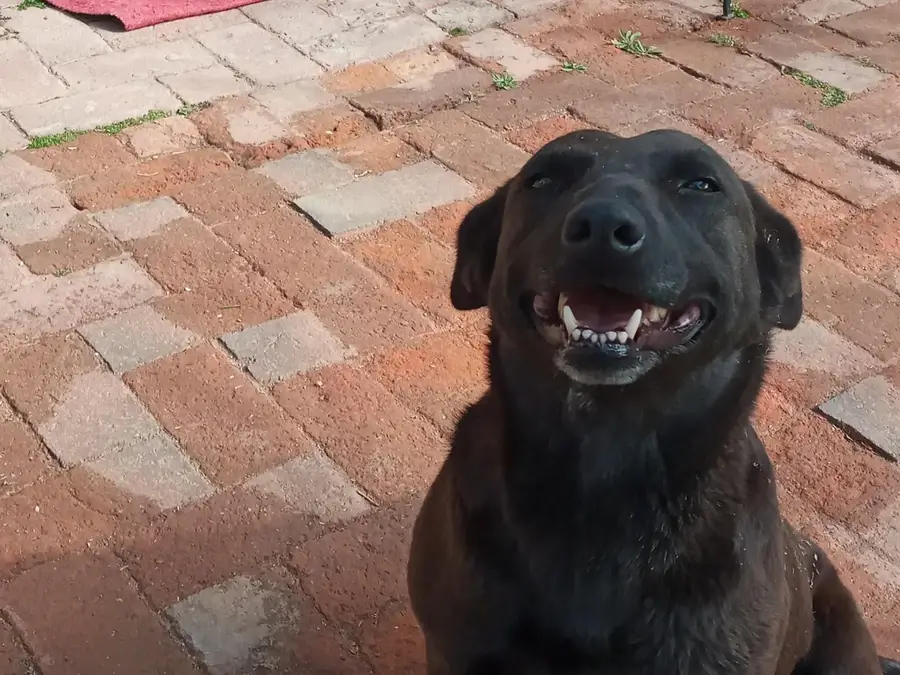 Negrita, perra del Hostal Las Golondrinas
